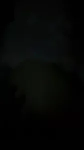 重庆小狗